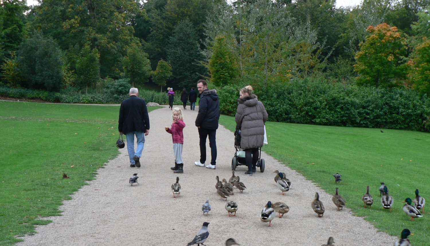 Cilvēki pastaigājas pa parka celiņu, kamēr apkārt pulcējas pīles; priekšplānā redzamas vairākas pīles, bet fonā – ģimene ar bērnu un ratiņiem zaļā, koku ieskautā vidē