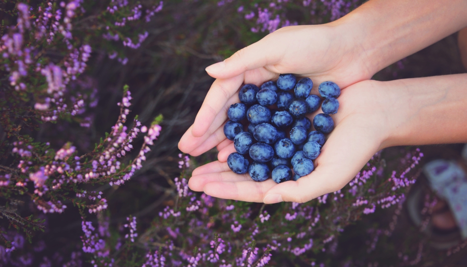 Saujā sabērtas mellenes, fonā zied virši